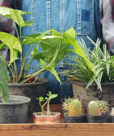 garden-wordpress-theme